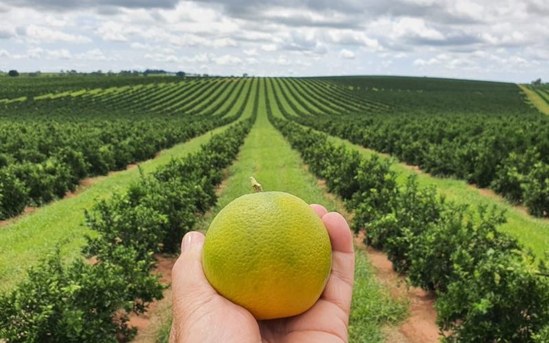 Cana e laranja ganham novas fronteiras produtivas