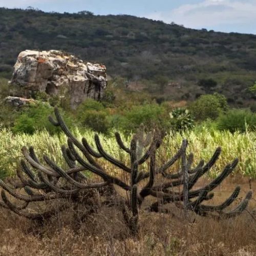 Desmatamento na Caatinga cresce 28% em um ano e alerta para desertificação no Ceará
