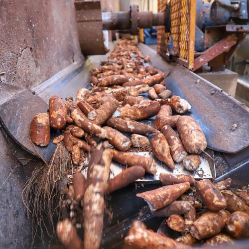 Preço médio da mandioca recua quase 4% em junho