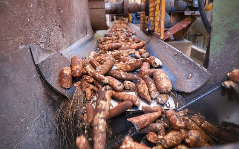 Oferta de mandioca cresce abaixo do esperado e preços seguem firmes