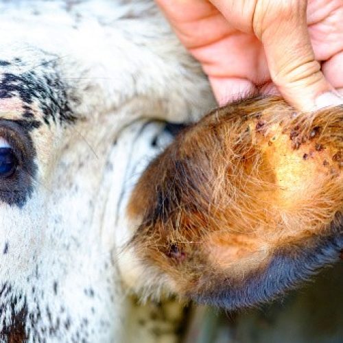 Primavera é o momento ideal para proteger o rebanho dos carrapatos