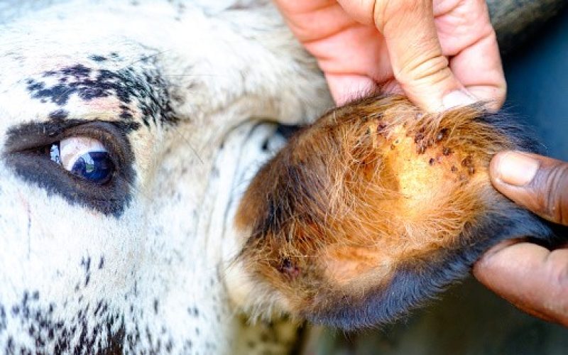 Primavera é o momento ideal para proteger o rebanho dos carrapatos