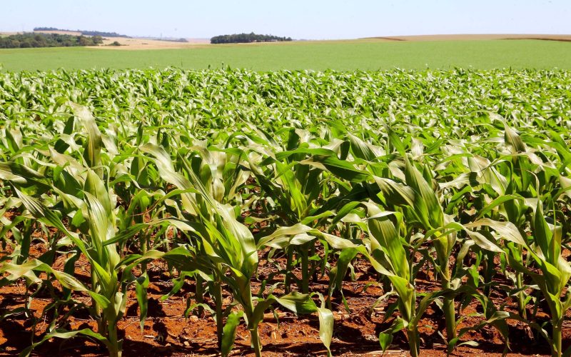 Queda no preço do milho no mercado brasileiro divide produtores; ouça o comentário