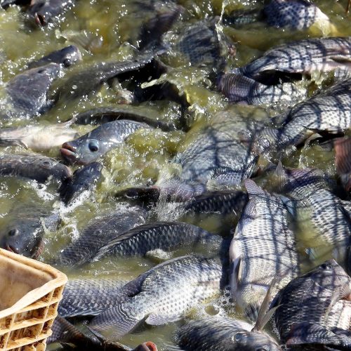 Exportações brasileiras de tilápia registraram queda em 2025; ouça o comentário