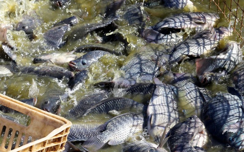 Exportações brasileiras de tilápia registraram queda em 2025; ouça o comentário