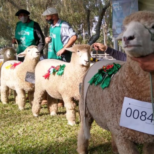 Feiras de verão movimentam vendas de ovinos no RS