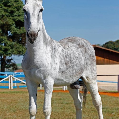 Jumentos reprodutores chegam a valer até R$ 600 mil. Saiba os motivos