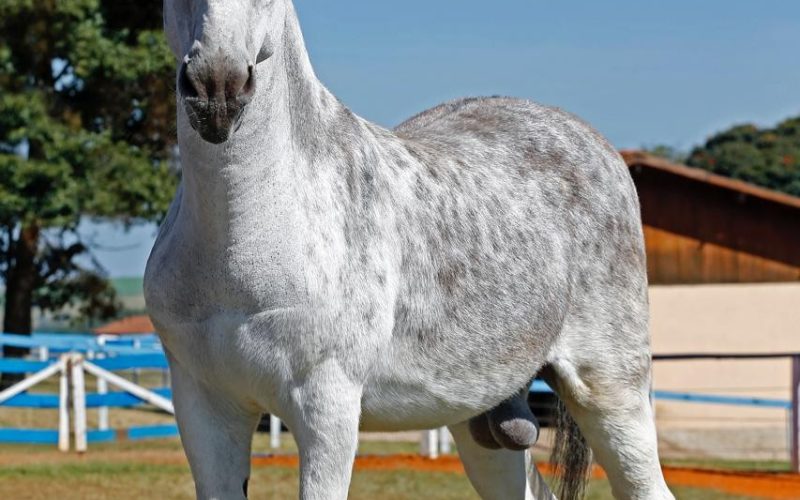 Jumentos reprodutores chegam a valer até R$ 600 mil. Saiba os motivos