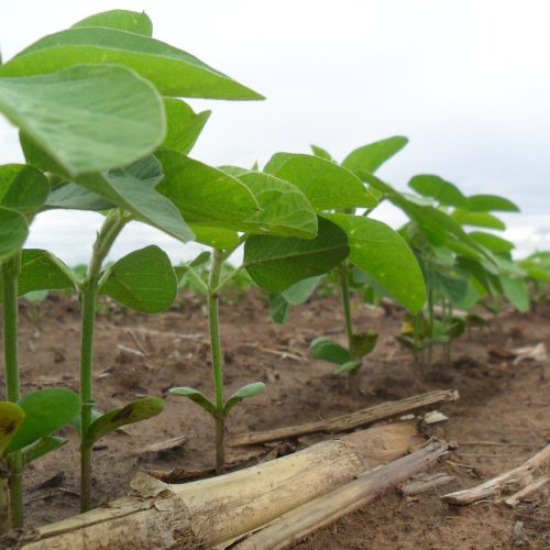 Mato Grosso inicia vazio sanitário da soja no próximo domingo