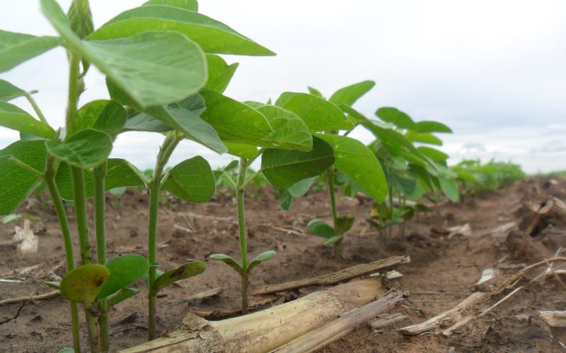 Mato Grosso inicia vazio sanitário da soja no próximo domingo