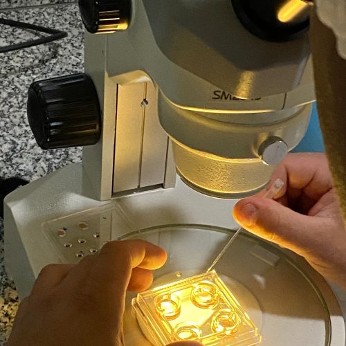 Empresa exporta embriões bovinos a países da África, Ásia e América Latina