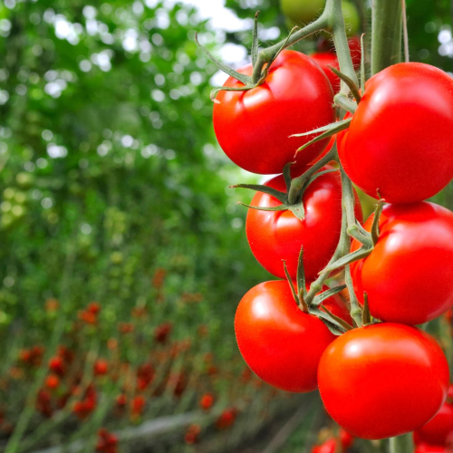 Preços do tomate sobem com força no atacado
