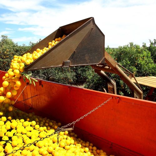 Tarifa dos EUA preocupa produtores brasileiros de laranja; ouça o comentário
