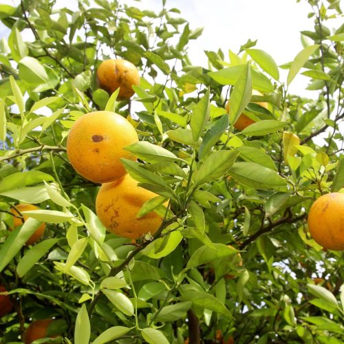 Avanço do greening impacta estimativa da safra de laranja no Brasil