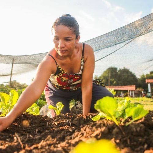 Dia do agricultor familiar: conheça sua importância e seis histórias de produtores