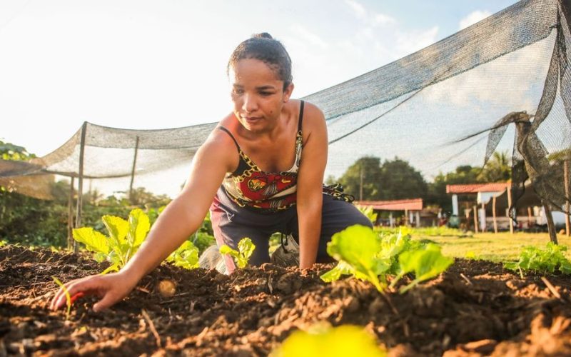 Ministério define regras do Garantia-Safra em 2025/26