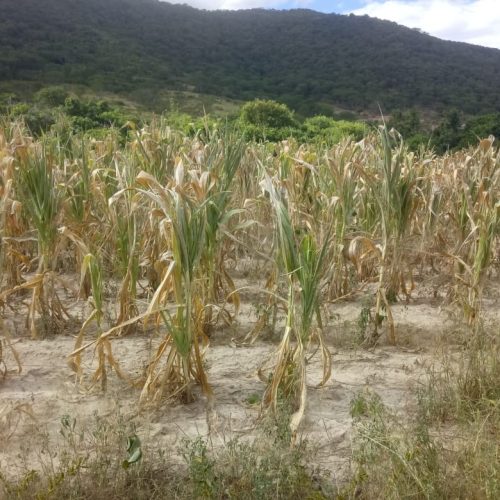 Produtores com perdas de 40% poderão acessar Garantia-Safra