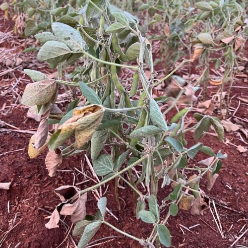 Com medo da seca, gaúchos devolvem terras arrendadas