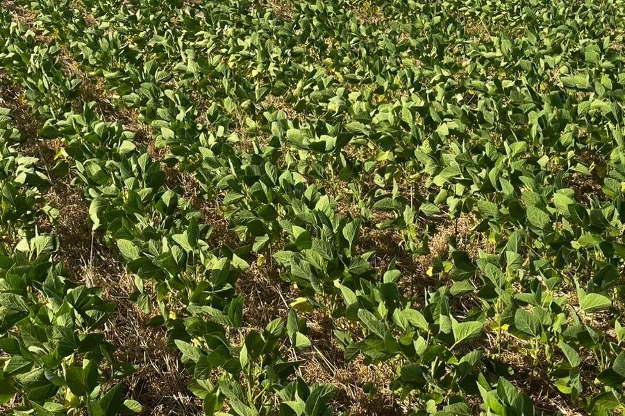 Com falta de chuvas e onda de calor, produtor do grão teme perdas no RS