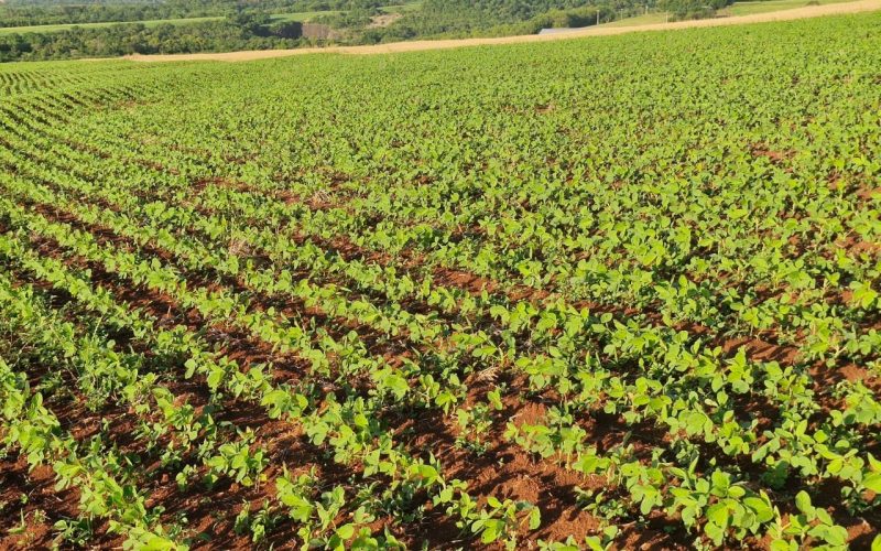 Soja avança em Chicago diante de preocupações com o clima na Argentina