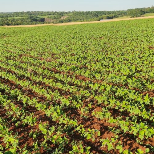 Aliança Agrícola pede na Justiça proteção contra execuções por 60 dias