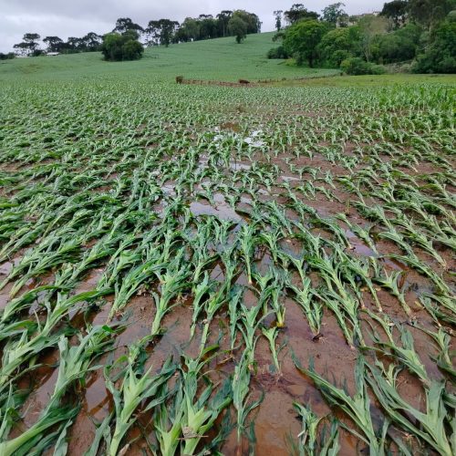 No interior do Paraná, produtores apuram perdas com chuvas intensas