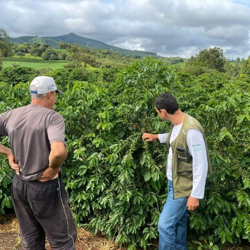 Doenças afetam café em Minas Gerais após excesso de chuvas
