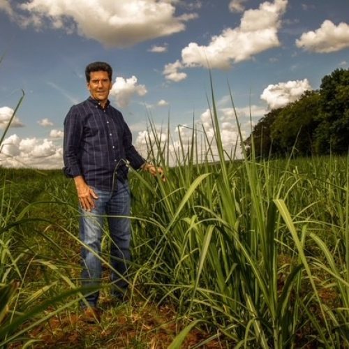 Açúcar orgânico do Brasil ainda sofre com tarifas