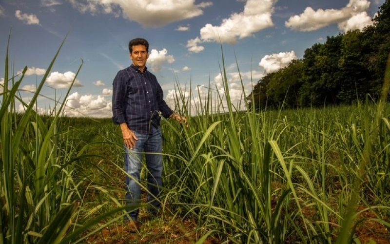 Açúcar orgânico do Brasil ainda sofre com tarifas