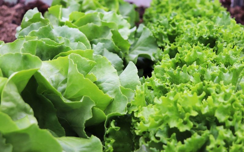 Pesquisa da Embrapa alerta para risco climático no cultivo de alface no Brasil