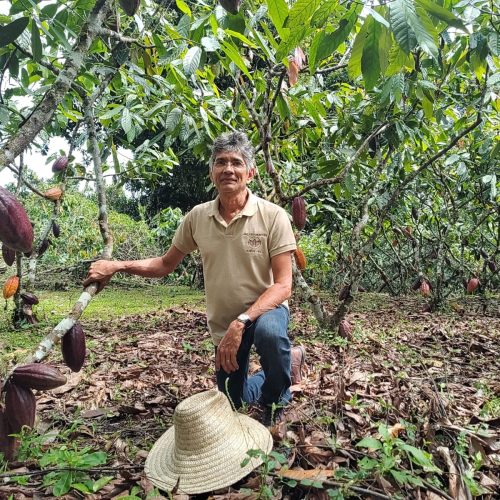 Rendimento baixo ainda limita euforia de produtores de cacau