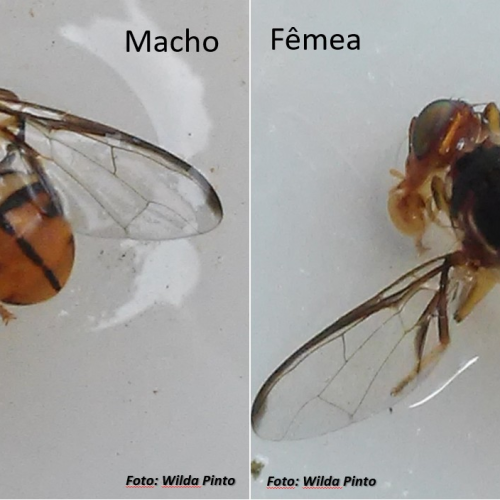 Amazonas tem três cidades em quarentena por mosca-da-carambola