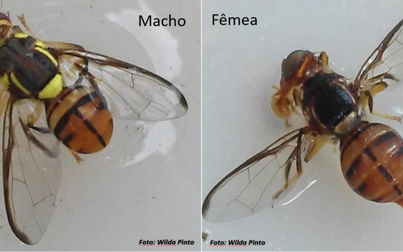 Amazonas tem três cidades em quarentena por mosca-da-carambola