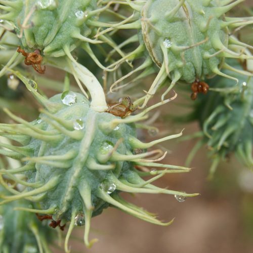 Como controlar a mamona, que pode causar perdas no campo e em armazéns
