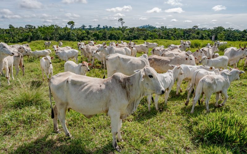Mato Grosso aprova lei de rastreabilidade obrigatória para o rebanho bovino