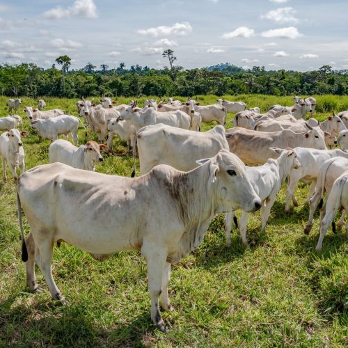 Preço do boi gordo encerra a semana com estabilidade em quase todo o Brasil