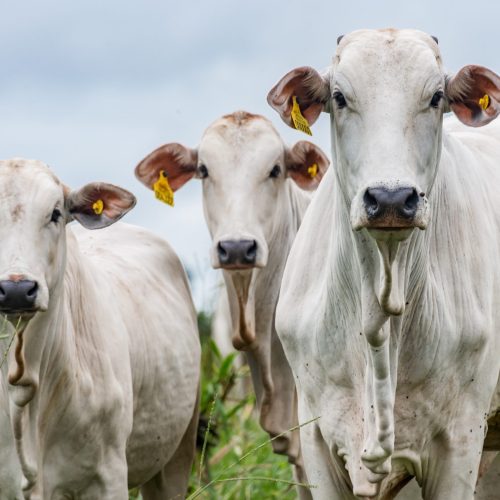 Preço do boi gordo encerra a semana com estabilidade
