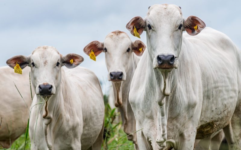 Preço do boi gordo encerra a semana com estabilidade