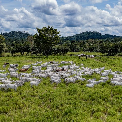 Boas práticas elevam custo para produtores e pecuaristas