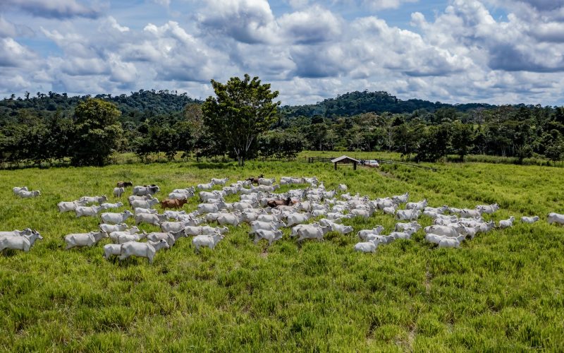 Boas práticas elevam custo para produtores e pecuaristas