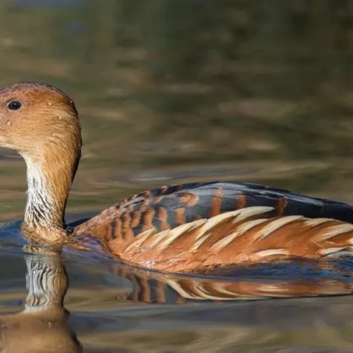 Defesa agropecuária de SP confirma caso de gripe aviária em ave silvestre