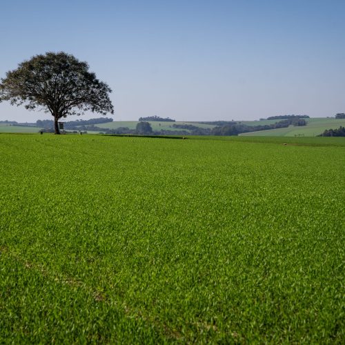 Plantio do trigo se encerra no Sul do Brasil com redução de área semeada