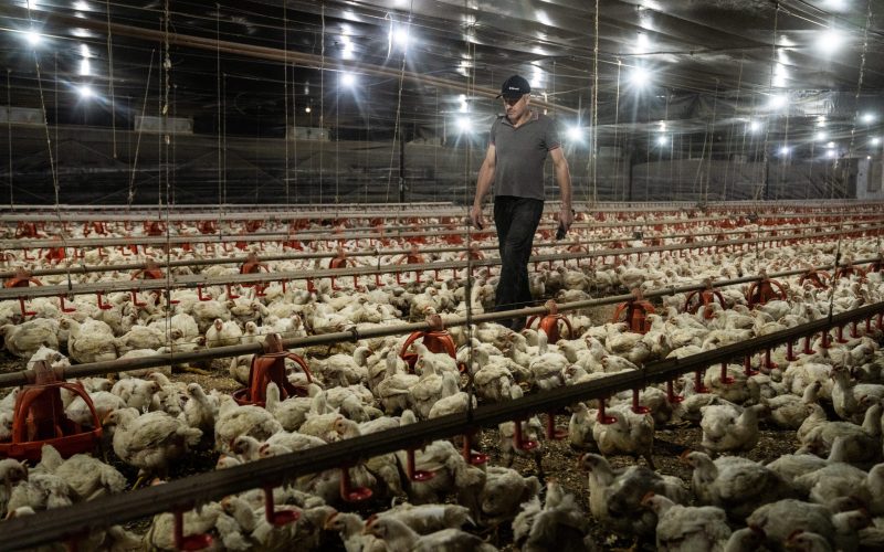 Gripe aviária causa segundo embargo para aves do RS em menos de um ano