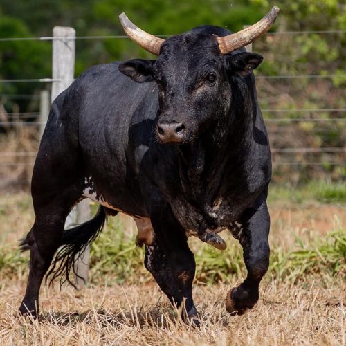 Mickey Mouse supera Acesso Negado e se torna o mais caro touro de rodeio do Brasil