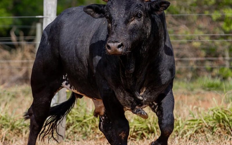 Mickey Mouse supera Acesso Negado e se torna o mais caro touro de rodeio do Brasil