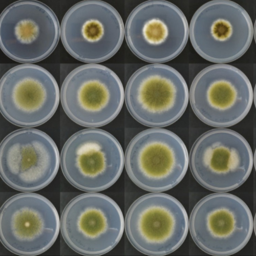 Fungos podem substituir carne no futuro? Cientistas acreditam que sim
