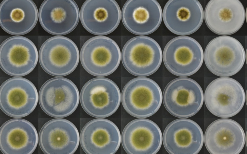 Fungos podem substituir carne no futuro? Cientistas acreditam que sim