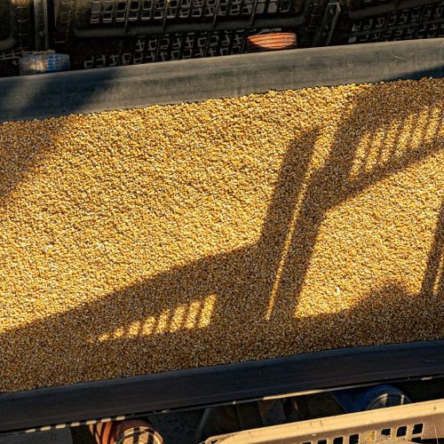 VLI faz primeiro embarque de milho para a China pelo terminal do Espírito Santo