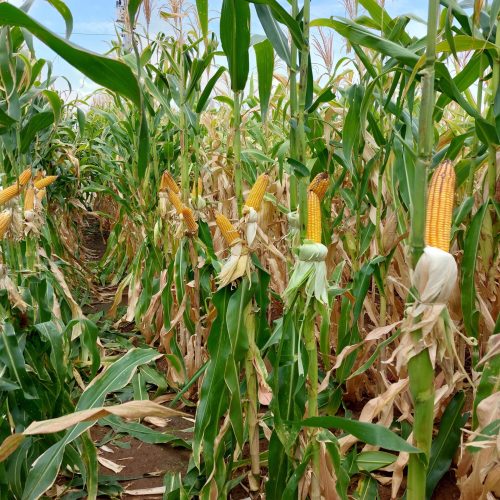 Tecnologia com ozônio chega ao mercado para reduzir micotoxinas em grãos