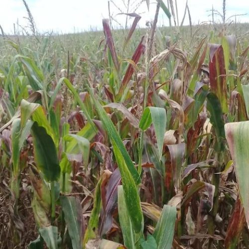 Perdas de milho por enfezamentos podem passar de 60%; veja como prevenir
